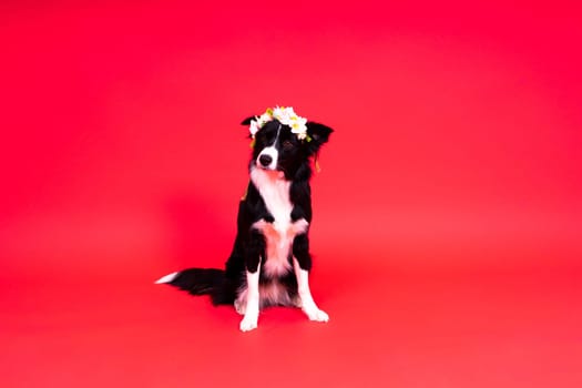Border Collie dog, 1-2 years old, standing against yellow and red backgrounds