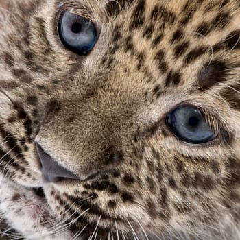 Close-up on a  Persian leopard Cub (6 weeks) in front of a white background