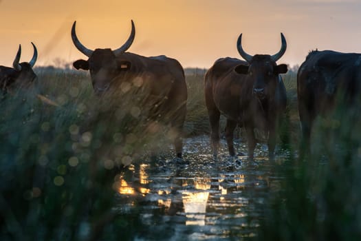 Group of bulls in the sun of Camargue, France