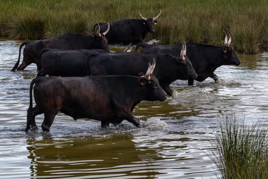 Bulls in the camargue land accross the river, France