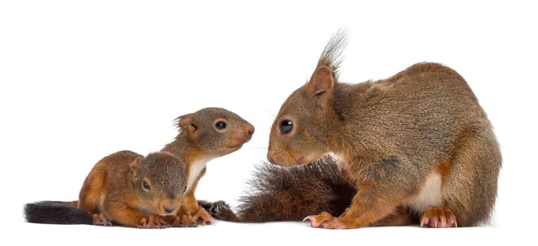 Mother Red squirrel and babies in front of a white background
