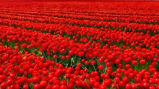 The nice colorful flower field - AI generated