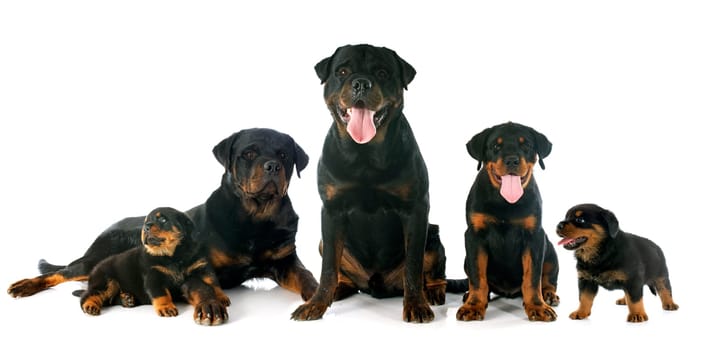 puppies and adults rottweiler in front of white background