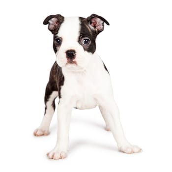 Cute little seven week old Boston Terrier puppy standing on a white background and looking forward at the camera