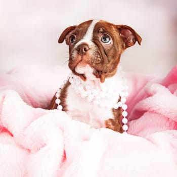 seven week old Boston Terrier puppy