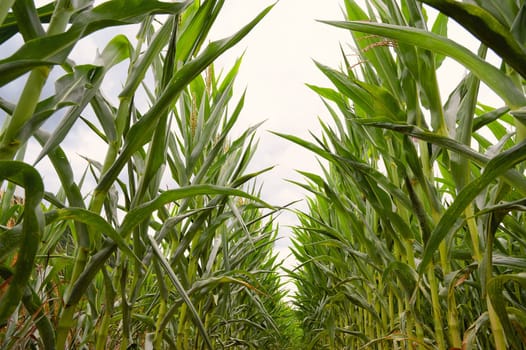 Corn field, cultivated corn cob start to grow, harvest in the summer, agriculture plants for food, farmland on the countryside