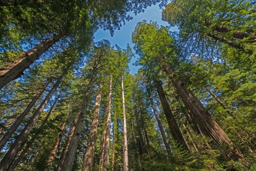 Forest Giants Looming All Around in Redwood National Park in California