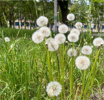 withered dandelions in spring against the background of a city park