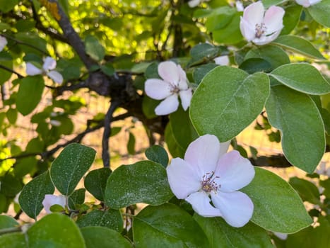 in spring, quince blossomed in the city in a beautiful pink color