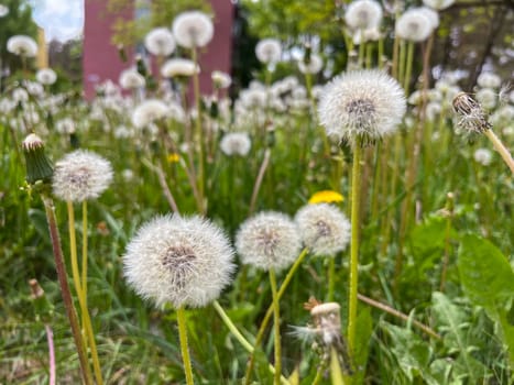withered dandelions in spring against the background of city houses