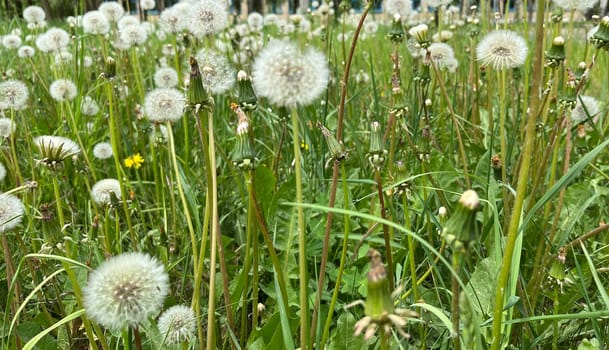 withered dandelions in spring against the background of a city park