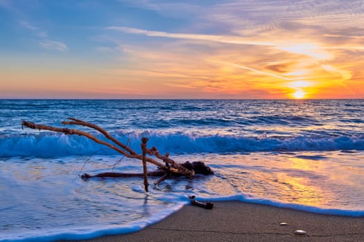 Sunset on sandy beach, piece of driftwood washed by tidal waves. Great sunset sky, sun touch horizon, hazy clouds, golden sand. Unique shaped branch of driftwood in white sea spray. Nature, peace, meditation, relax.