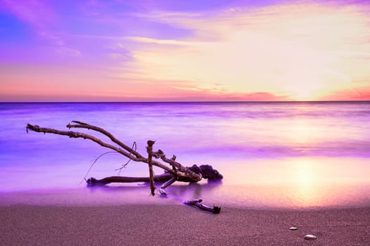 Sunset on sandy beach, piece of driftwood washed by tidal waves. Color-graded image in violet and pink colors. Unique shaped branch of driftwood in long exposure tide. Nature, peace, meditation, relax.