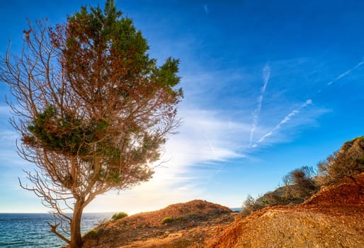 Pine tree on edge of yellow sedimentary rocky cliff over blue sea shot against low sun and blue sky. Rock formations, sandy texture, weathered edges,back-lit tree, sunny summer day, clear blue sky. Agios Ioannis beach, Milos island, Greece