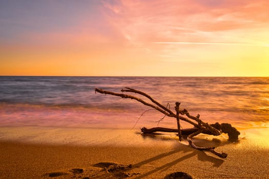 Sunset on sandy beach, piece of driftwood washed by tidal waves. Color-graded image in red, yellow and orange colors. Unique shaped branch of driftwood in long exposure tide. Nature, peace, meditation, relax.