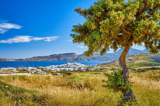 Beautiful view of Adamantas, main town of Milos island, Greece, on sunny day with pine tree in foreground. Hill top town, whitewashed houses, blue sea waters of bay and distant hazy hills. Greek islands, Mediterranean sea, summer sunshine.