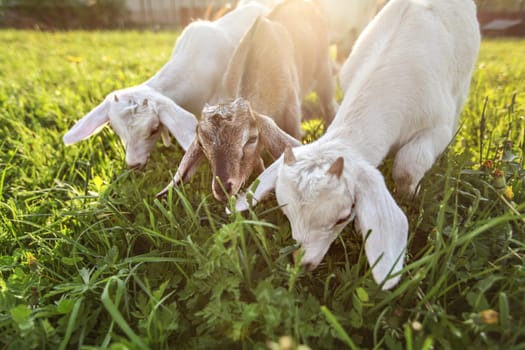 Three goat kids grazing on meadow, wide angle close photo with backlight sun.