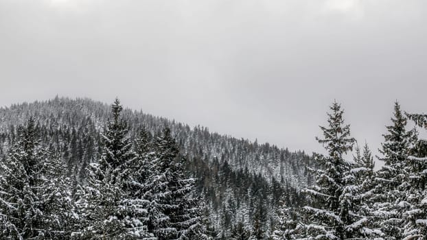 Snow covered coniferous treetops on gray overcast day, hill with forest in background.
