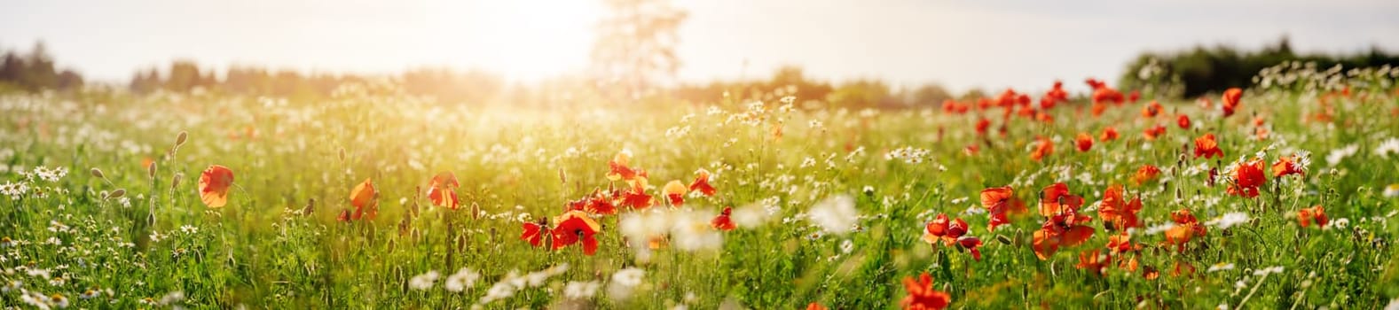 Panoramic view of the field with wild flowers. Beautiful background of the meadow on sunset.