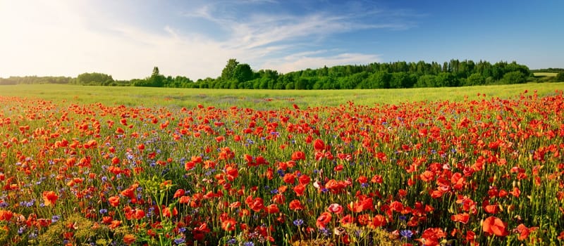 Panoramic view of the field with a lot of wild flowers. Beautiful background of the meadow in sunny day.