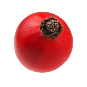 Rosehip ( rosa canina fruit ) isolated on white background