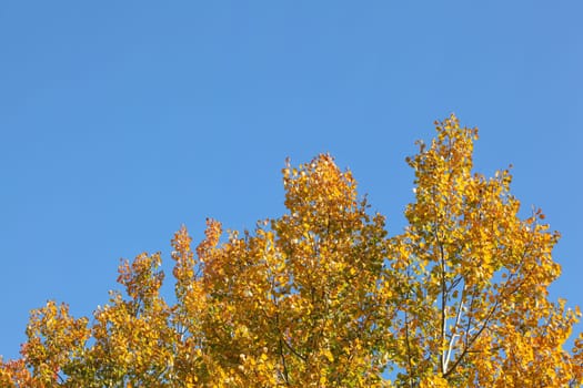 Treetops with yellow birch leaves against clear blue autumn sky.