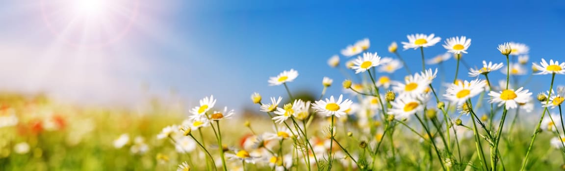 Close up view of the daisies on the summer field. Panoramic background.