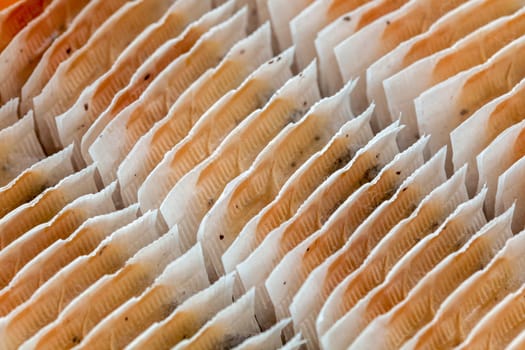 Closeup detail - teabags rows arranged in box.