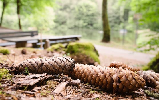 Spruce cones on the forest floor, conifer woodland, close up of the soil under the tree