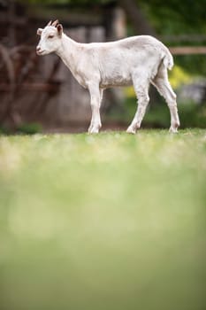 Cute goats on an organic farm, looking happy, grazing outdoors - respectful animal farming