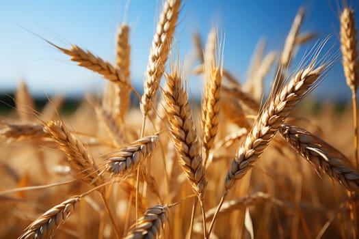 Gold wheat field and blue sky. Generative AI