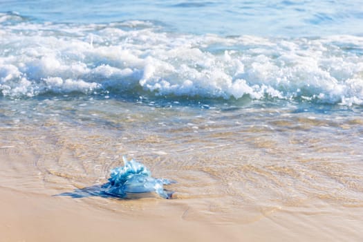 Blue jellyfish on the sandy beach of the Mediterranean sea, Monastir, Tunisia