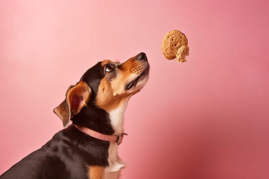 A sitting dog and a cookie above its muzzle in the air on a pink background, side view