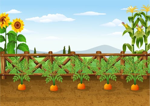 Illustration of carrots growing in ecological garden