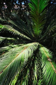Fern palm sago palm Cycas revoluta leaves close up shot in sun. Cycas or cycad palm leaves green pattern, abstract topical background. Japanese Sago palm Cycas revoluta gymnosperm plant