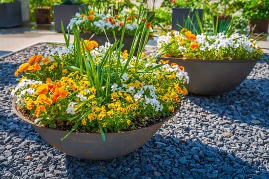 Colorful potted plants and flowers in a big stoneware flower pot for balcony, patio or terrace