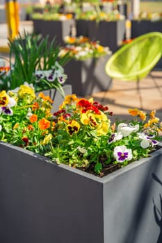 Colorful potted plants and flowers in a big stoneware flower pot for balcony, patio or terrace