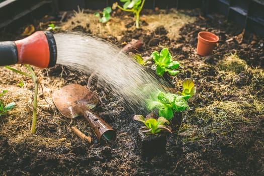 Vegetable garden concept - planting and watering lettuce seedlings with small shovel on dark fertile compost soil.