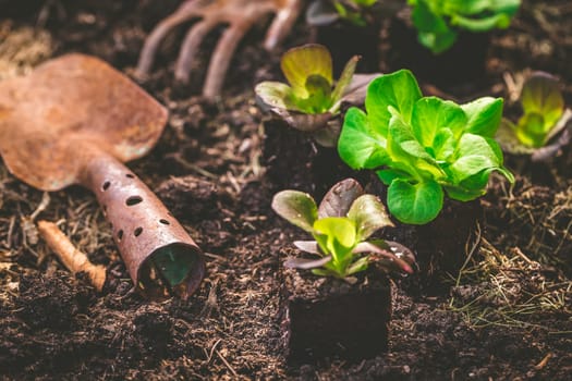 Vegetable garden concept - planting lettuce seedlings with small shovel on dark fertile compost soil.