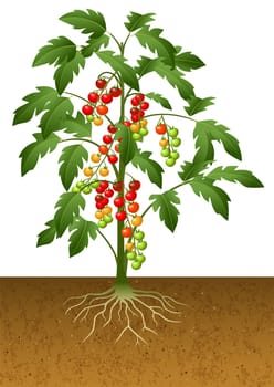 Illustration of tomato plant with root under the ground