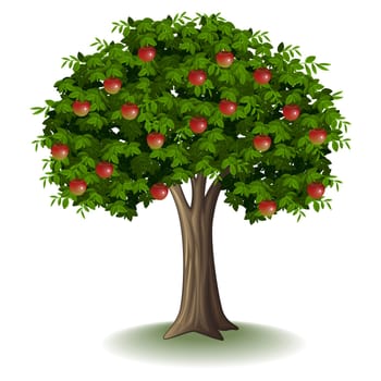 Apple tree isolated on white background