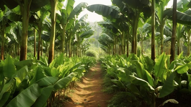 A dirt path surrounded by banana trees