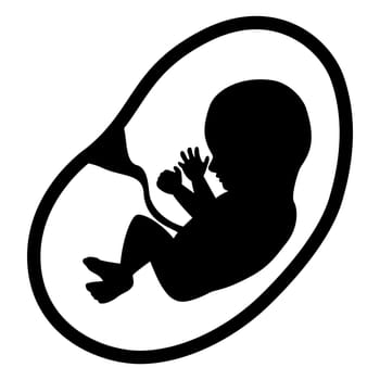 Fetus Isolated on White Background