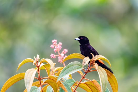 Black and red bird Scarlet-rumped tanager (Ramphocelus passerinii) feeding. Quepos, Wildlife and birdwatching in Costa Rica.