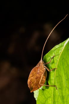 Leaf-mimicking katydid (Typophyllum sp.) Master of camouflage in the wild. Refugio de Vida Silvestre Cano Negro, Costa Rica wildlife .