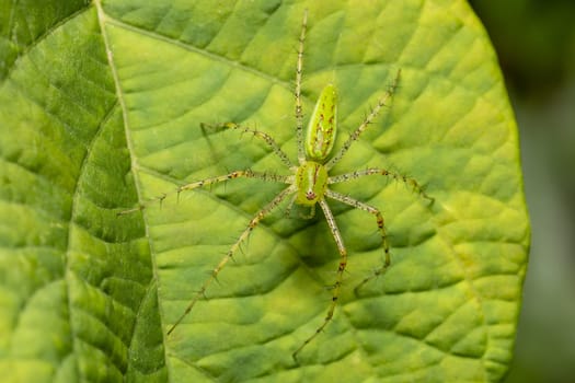Peucetia viridans, the Green Lynx Spider, is a bright-green lynx spider usually found on green plants. Tarcoles, Costa Rica, Rainforest Spider