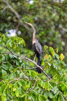 Tropical bird Snakebird, darter, American darter, or water turkey, (Anhinga anhinga). Refugio de Vida Silvestre Cano Negro, Wildlife and birdwatching in Costa Rica.