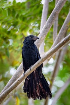 Black bird, groove-billed ani (Crotophaga sulcirostris), tropical bird in the cuckoo family, Guanacaste Costa Rica