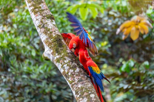 Scarlet macaw (Ara macao), couple perched on tree. Quepos, Wildlife and birdwatching in Costa Rica.