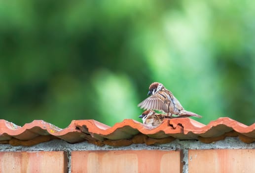 Mating House Sparrows